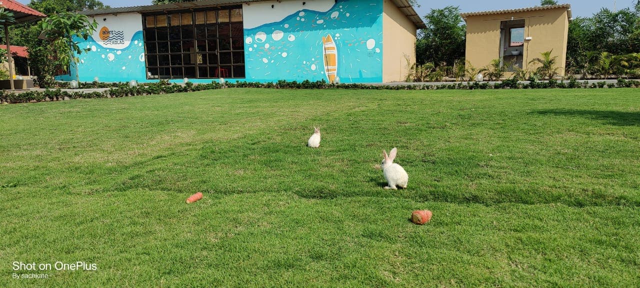 Community manager, Zostel Kolad