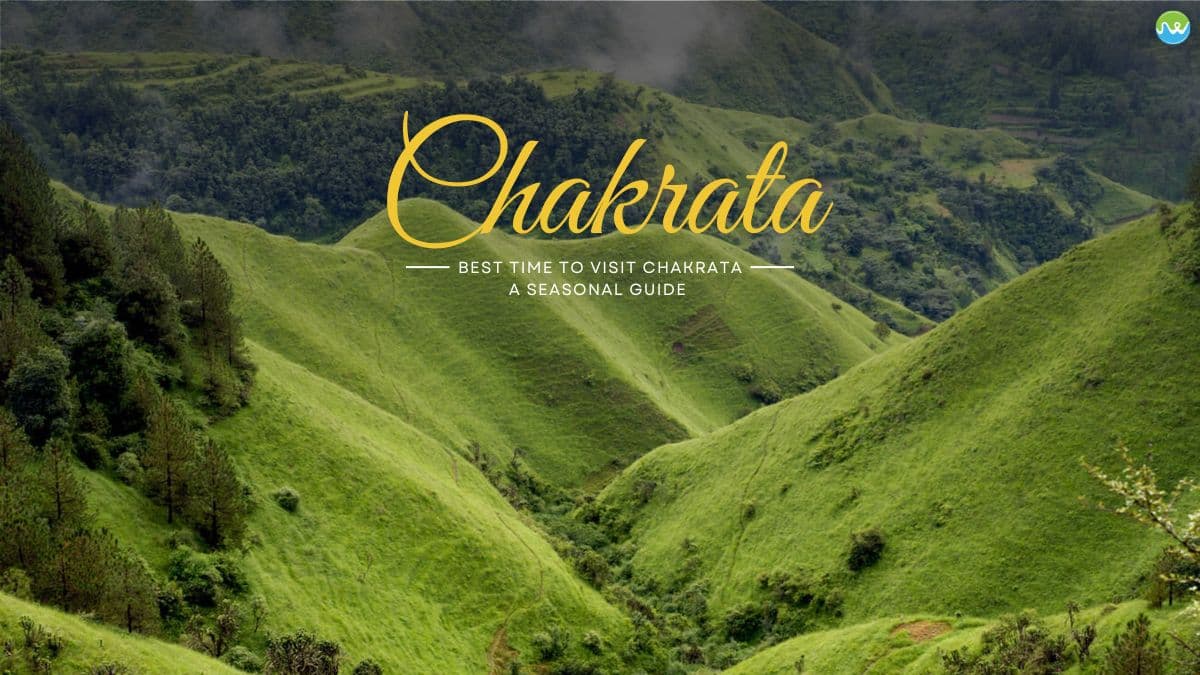 CHAKRATA - TIGER FALL MOILA TOP